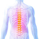 thoracic_spine2